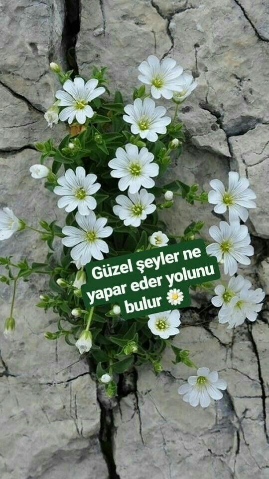 089895d79cc8721ca0b055ec9ff545e2
