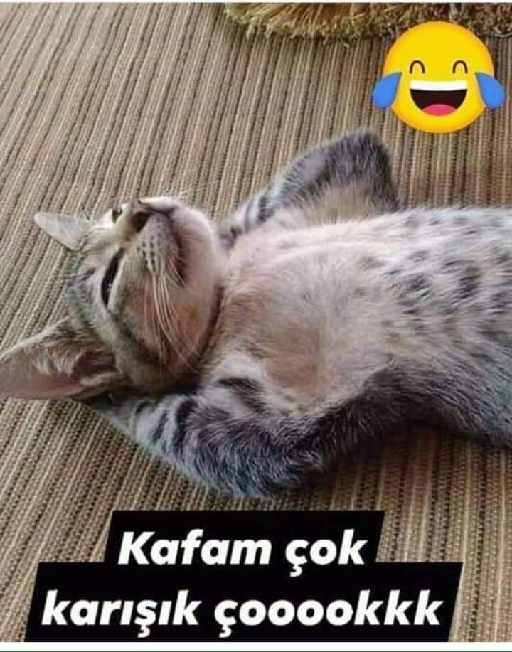 FB IMG 1561539043331