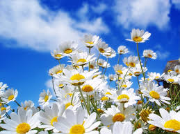 Images 7