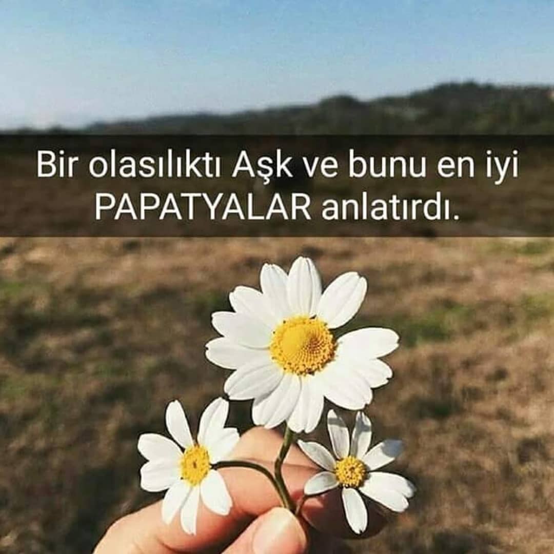 Papatya