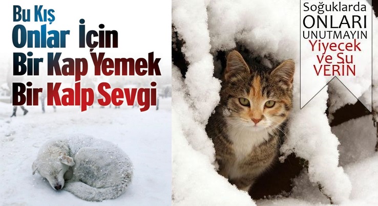 Unutmayin sokak hayv 21c8af657ee1e3adc557